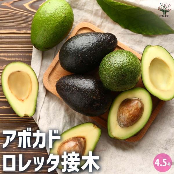 アボカド ロレッタ 【果樹の苗木 4.5号ロングポット／1個売り