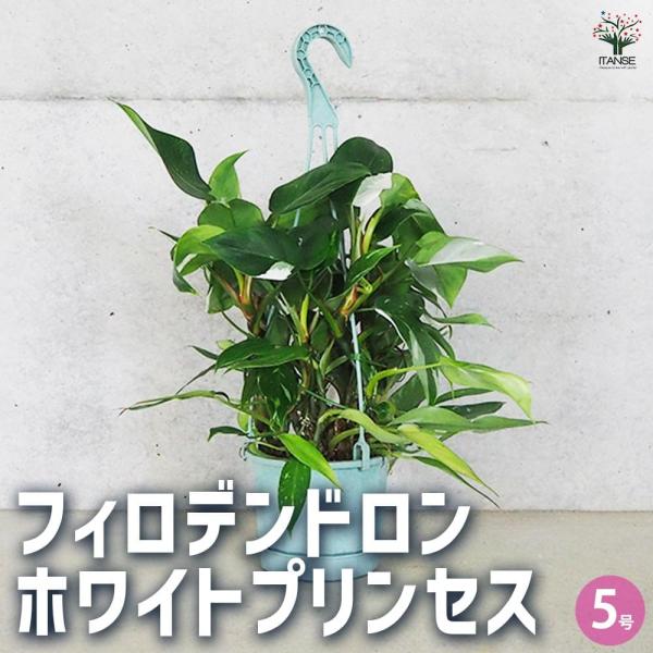 フィロデンドロン ホワイトプリンセス 【観葉植物 5号】 : shopooo by