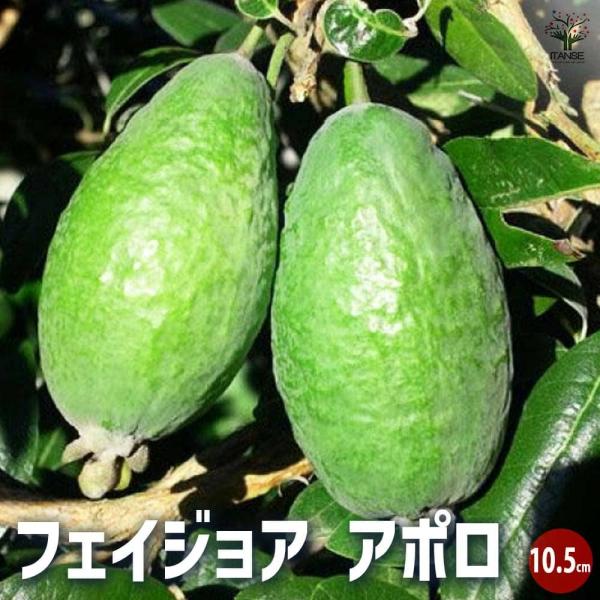 フェイジョア　実生アポロ フェイジョア実生アポロ