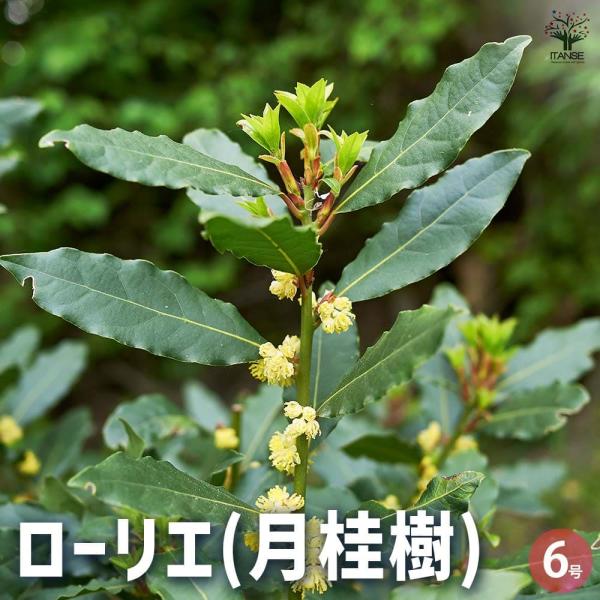 月桂樹(ゲッケイジュ) ローリエ 【花木苗 6号ポット／1個売り