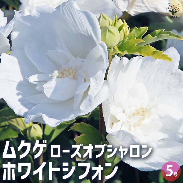 ムクゲ ローズオブシャロン ホワイトシフォン 【花苗 5号ポット／1個売り】