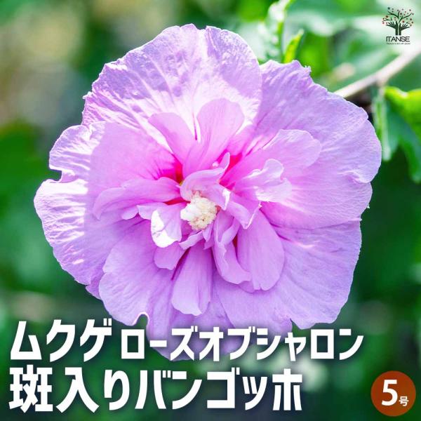 ムクゲ ローズオブシャロン 斑入りバンゴッホ 【花苗 5号ポット／1個売り】