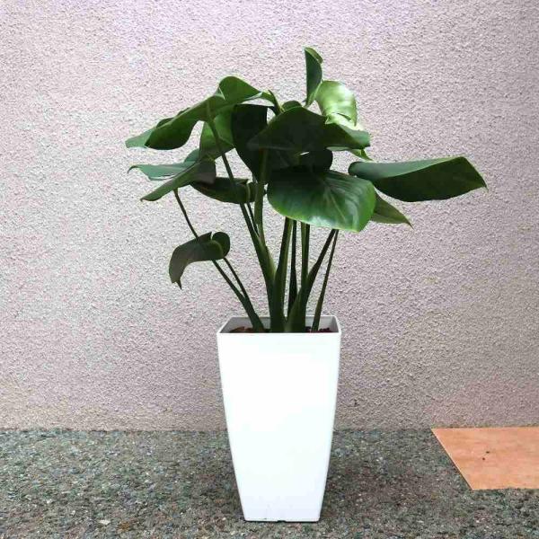 送料無料 モンステラ 中型 観葉植物 7号鉢 1個 リビング オフィス 事務所 インテリア 大型 おしゃれ 初心者 育てやすい ガーデニング 御祝 お祝い 新築 1 Itanse 11 Shopooo By Gmo 通販 Yahoo ショッピング
