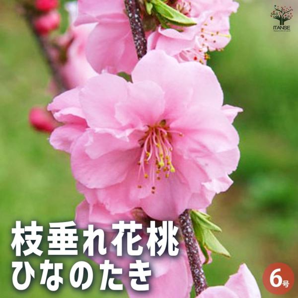 花桃 枝垂れ花桃 ひなのたき 【花木苗 6号鉢/1個売り 花桃 枝垂れ花桃 ひなのたき 【花木苗 6号鉢/1個売り