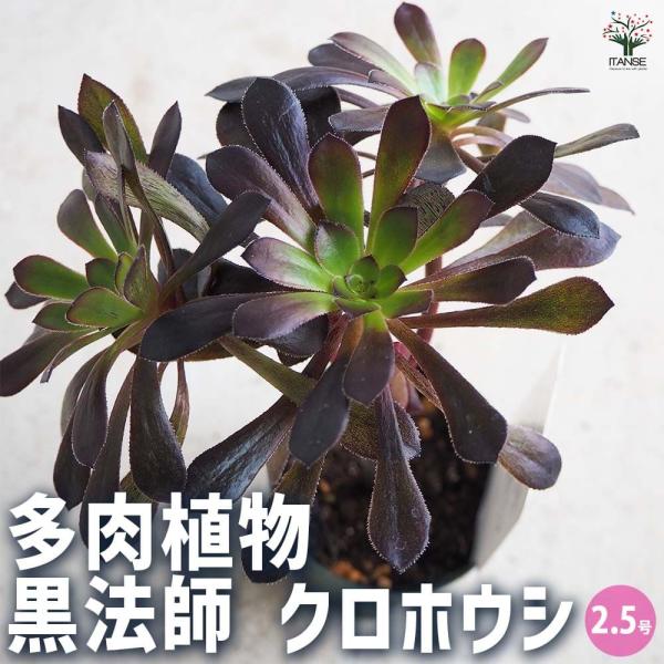 多肉植物 黒法師 【多肉植物 2.5号／1個売り】 : shopooo by GMO
