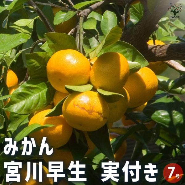 みかん 宮川早生 【果樹の苗木 7号／1個売り】 : shopooo by GMO
