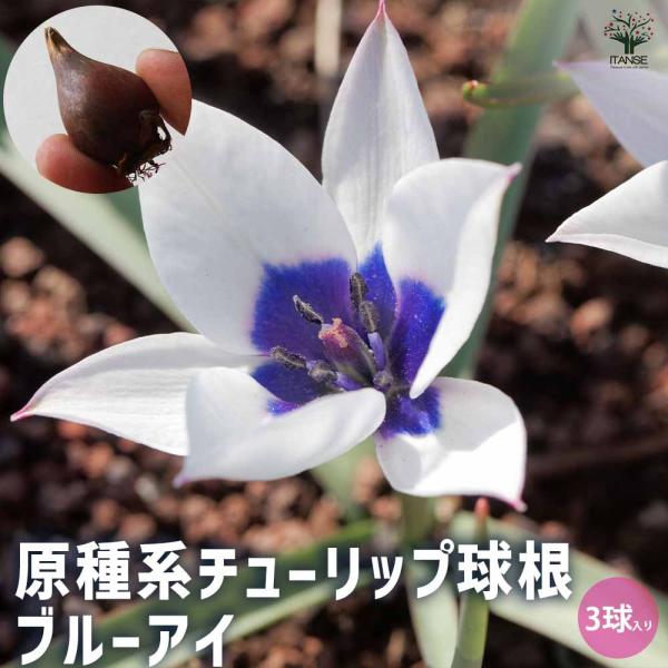 希少なブルーアイ原種系チューリップの育て方