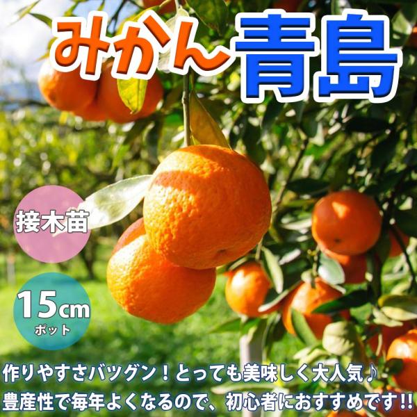 みかんの苗木の苗木 青島【果樹苗 2年生 接木苗15cmポット／1個