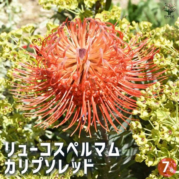 リューコスペルマム カリプソレッド 【花木苗 7号鉢／1個売り