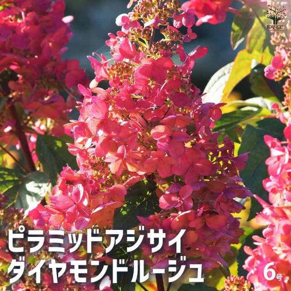 2025.9.追加ありピラミッドあじさい内容説明ご予約ページ（読む所から） itempost_1-itanse-12043