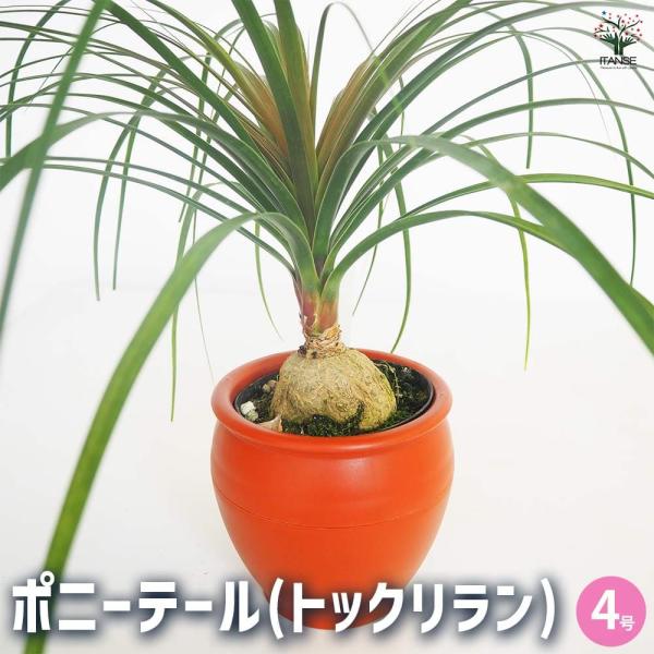 観葉植物 ポニーテール(トックリラン) 【観葉植物 6号／1個売り