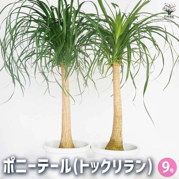 ポニーテールトックリラン植物 トックリラン 【ポニーテール】 – karen* flower store