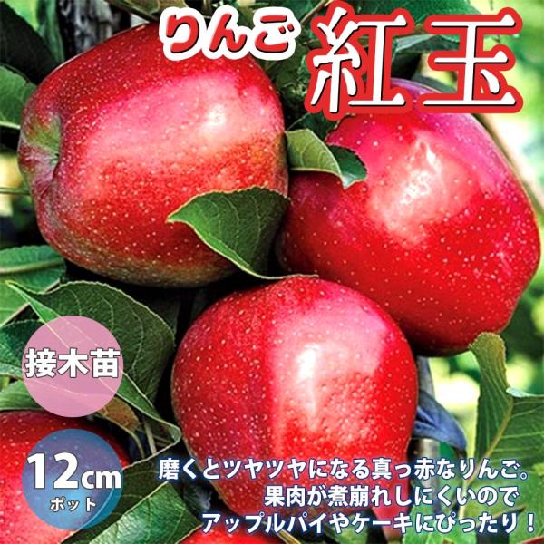 りんご^ - ^ ② itempost_1-itanse-1219