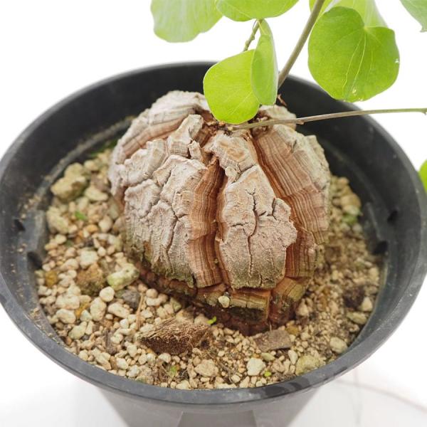 亀甲竜 多肉植物 5号の育て方と魅力ポイント