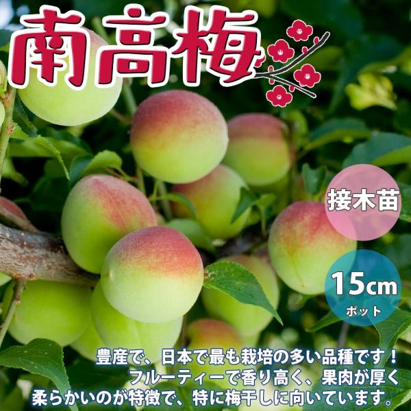 梅の苗木 南高【果樹苗 2年生 接木苗15cmポット／1個】 : shopooo by
