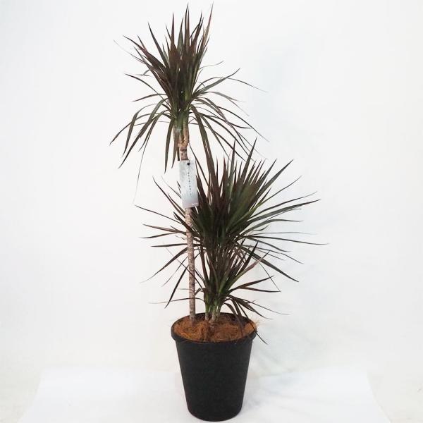 ドラセナ コンシンネ マジェンタ 【観葉植物 8号鉢／1個売り