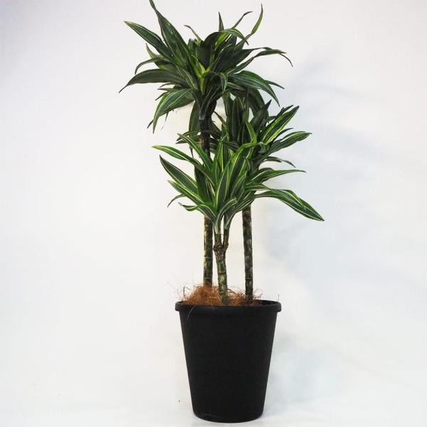 ドラセナ ワーネッキ レモンライム 【観葉植物 8号鉢／1個売り