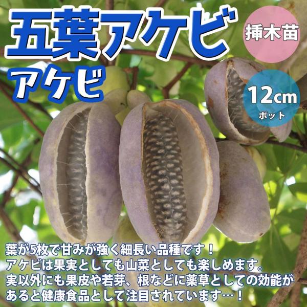 アケビの苗木 五葉【果樹苗／12cmポット挿木苗／1個】 : shopooo by