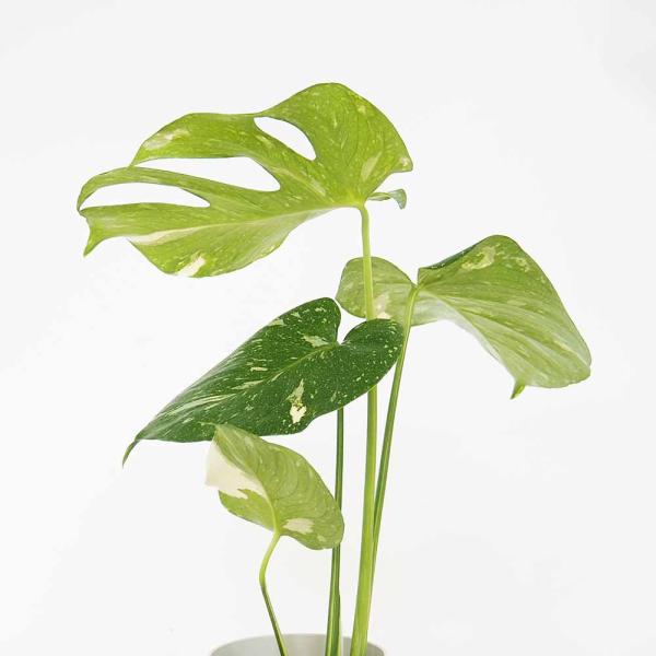 モンステラ タイコンステレーション 【観葉植物 3〜4号／1個売り