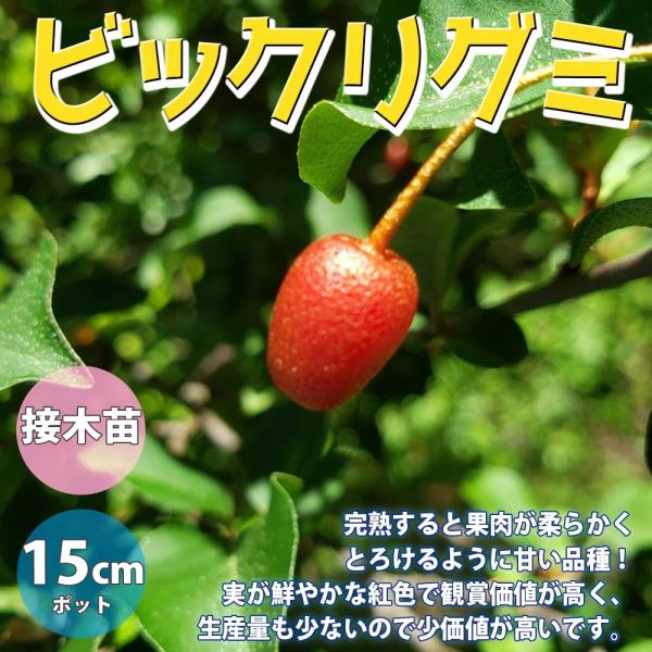 ビックリグミの苗木【果樹苗 2年生 接木苗15cmポット／1個】 : shopooo