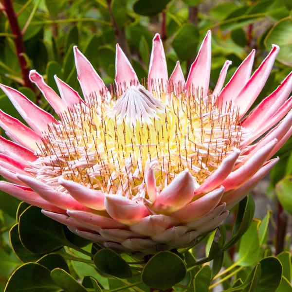 商品発送元："ITANSE農園セレクト通販"Healthy Herb &amp; Plants &amp; Foフラワー・ガーデニング、植木・盆栽・果樹【品種特徴】 シナロイデス・スプリングは、南アフリカ原産の大型の花を咲かせるキングプロテ...