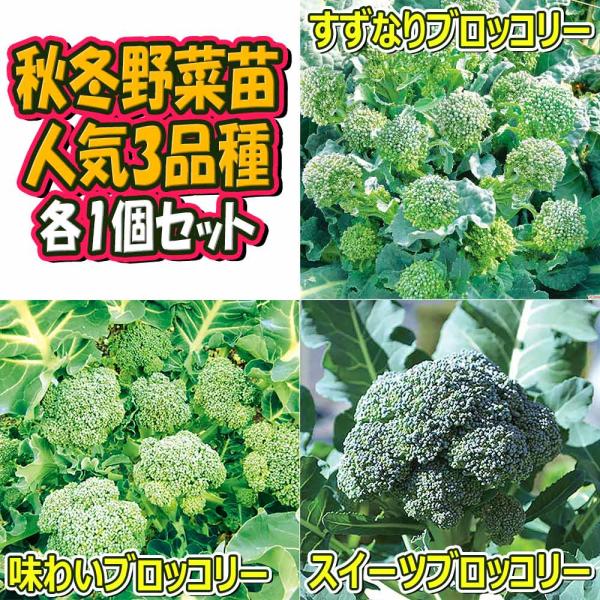 商品発送元："ITANSE農園セレクト通販"Healthy Herb &amp; Plants &amp; Fo人気の秋冬野菜苗セット商品！ 人気のブロッコリー3品種がセットになりました！どれを育てるか迷ったらオススメです！フラワー・ガーデ...