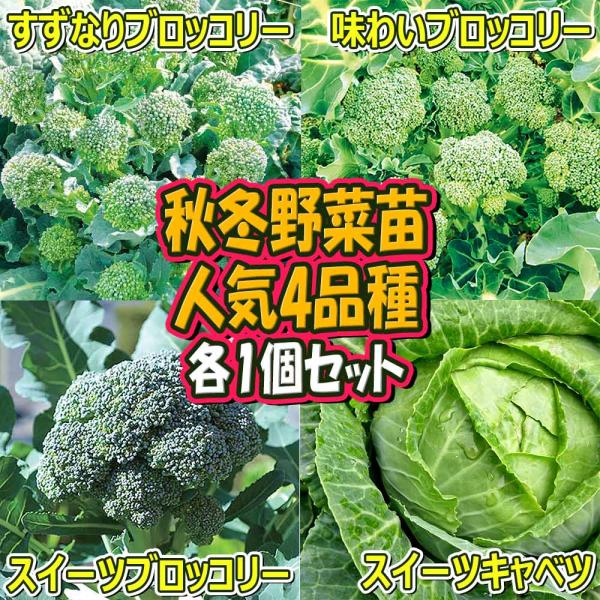 商品発送元："ITANSE農園セレクト通販"Healthy Herb &amp; Plants &amp; Fo人気の秋冬野菜苗セット商品！ 人気のブロッコリー3品種とスイーツキャベツのセットです！ どれもオススメの野菜苗ですよ！フラワー・...