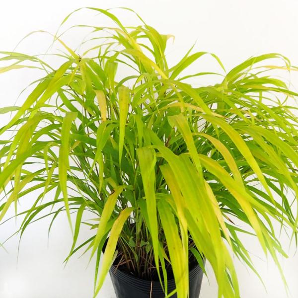 商品発送元："ITANSE農園セレクト通販"Healthy Herb &amp; Plants &amp; Foフラワー・ガーデニング、ガーデニング、苗物、花【品種特徴】風知草 オーレアは、鮮やかな黄色の葉が黄金のような輝きを持つ、風知草の...