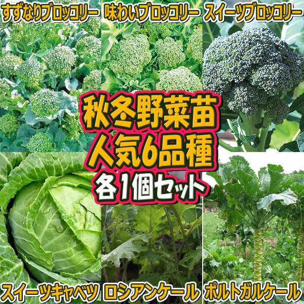 商品発送元："ITANSE農園セレクト通販"Healthy Herb &amp; Plants &amp; Fo人気の秋冬野菜苗セット商品！ 人気のブロッコリー3品種とスイーツキャベツ、ケール2品種のセットです！ どれもオススメの野菜苗です...