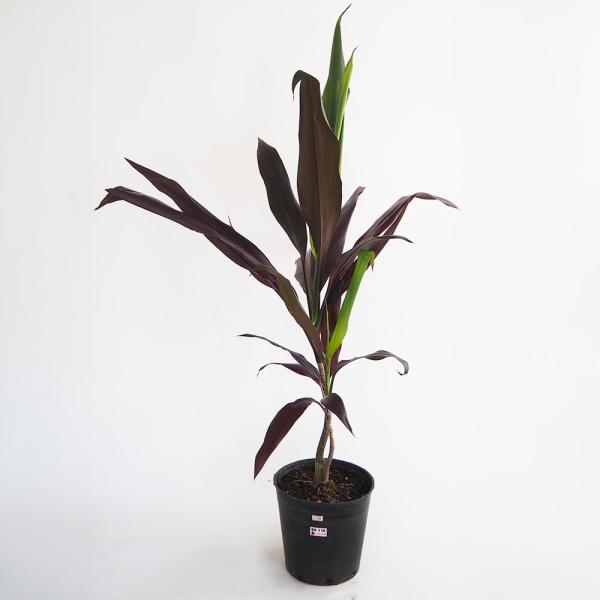 ドラセナ ブラックリーフ 【観葉植物 7号／1個売り】 : shopooo by GMO