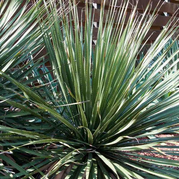 ダシリリオン ウィーレリ 多肉植物の育て方と魅力