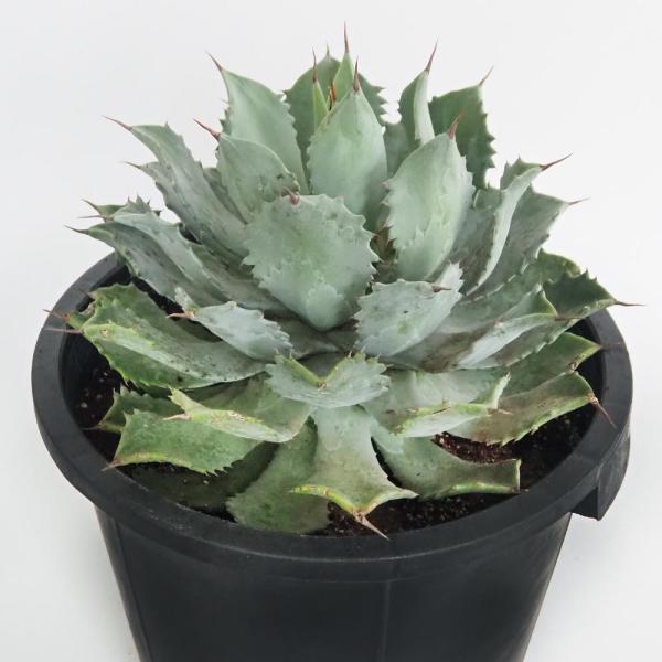 アガベ雷神12号の魅力と育て方ポイント