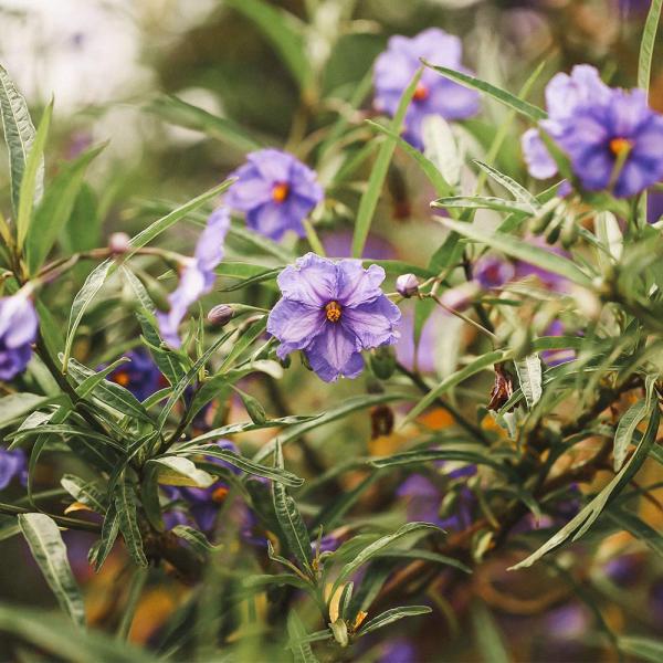 商品発送元："ITANSE農園セレクト通販"Healthy Herb &amp; Plants &amp; Foフラワー・ガーデニング、ガーデニング、苗物、花【品種特徴】紫宝華(しほうか)は、鮮やかな青紫〜藤色のナス科らしい花を、春から秋に...