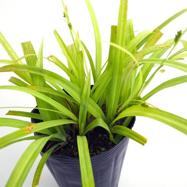 商品発送元："ITANSE農園セレクト通販"Healthy Herb &amp; Plants &amp; Foフラワー・ガーデニング、ガーデニング、苗物、花【品種特徴】 カレックス バニーブルーは、北アメリカ原産の美しいグラス植物です。 ...