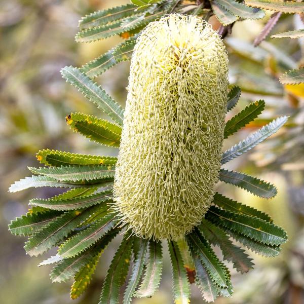 商品発送元："ITANSE農園セレクト通販"Healthy Herb &amp; Plants &amp; Foフラワー・ガーデニング、植木・盆栽・果樹【品種特徴】バンクシア アエムラは、黄緑色をしたブラシ状の独特の形状をした花が特徴のオー...