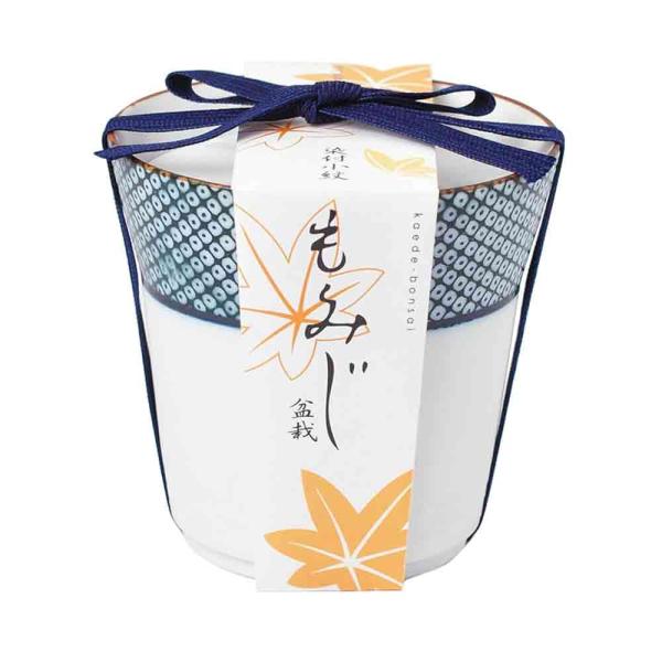 商品発送元："ITANSE農園セレクト通販"Healthy Herb &amp; Plants &amp; Foフラワー・ガーデニング、ガーデニング、種子・球根、栽培セットもみじの木を種から育てられる、栽培キットです。小さな幼木のうちから、...