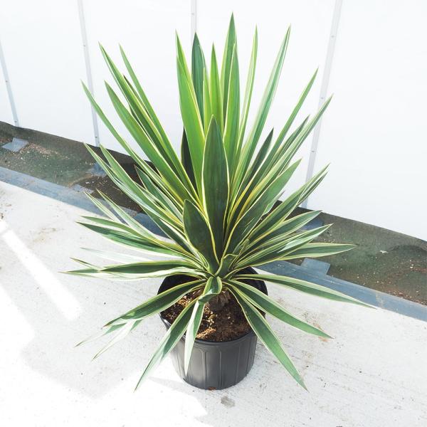 ユッカ グロリオサ バリエガータ 【観葉植物 10号／1個売り
