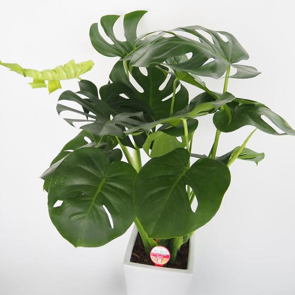モンステラ デリシオーサ 【観葉植物 7号／1個売り】 : shopooo by GMO