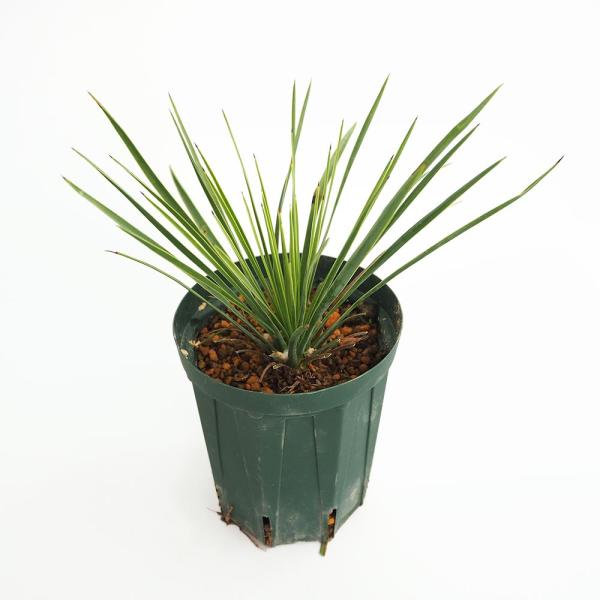 ユッカ リネアリフォリア リニアリーフ 【観葉植物 4号／1個売り
