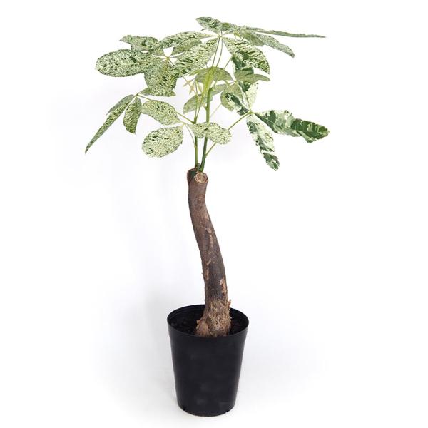 パキラ ミルキーウェイ 【観葉植物 6号／1個売り】 : shopooo by GMO