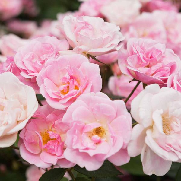 商品発送元："ITANSE農園セレクト通販"Healthy Herb &amp; Plants &amp; Foフラワー・ガーデニング、植木・盆栽・果樹【品種特徴】群舞(ぐんまい)は、1995年に日本の菊地利吉氏によって作出されたランブラー...