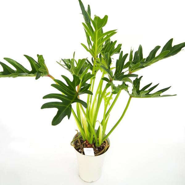 フィロデンドロン ジャイアントザナドゥ (クッカバラ)【観葉植物 6号