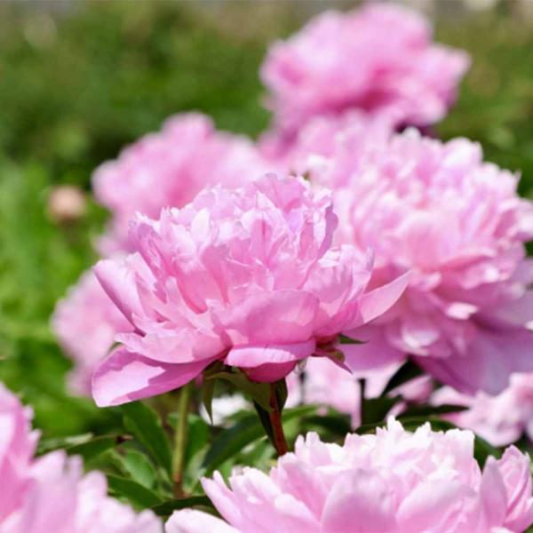 商品発送元："ITANSE農園セレクト通販"Healthy Herb &amp; Plants &amp; Foフラワー・ガーデニング、植木・盆栽・果樹【品種特徴】 サラベルナールは、アメリカ育成の洋種シャクヤクで、ピンク〜ローズピンクの花...