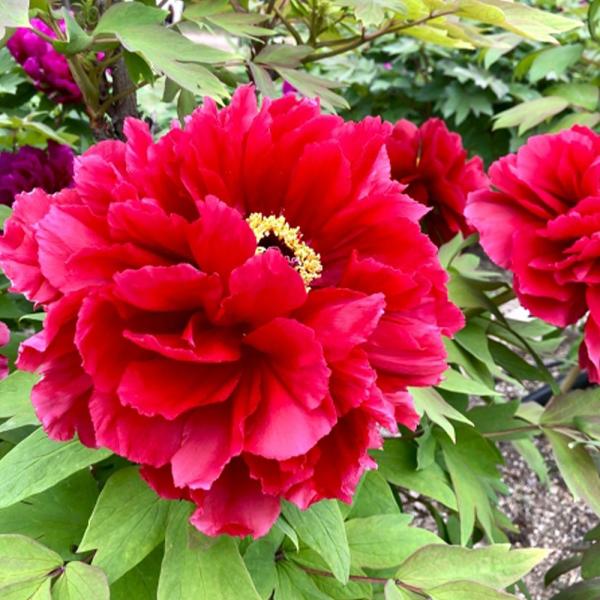 商品発送元："ITANSE農園セレクト通販"Healthy Herb &amp; Plants &amp; Foフラワー・ガーデニング、植木・盆栽・果樹【品種特徴】 牡丹 新日月(しんにちげつ)は、鮮やかな紅色を基調に、外弁に繊細な白い覆輪...