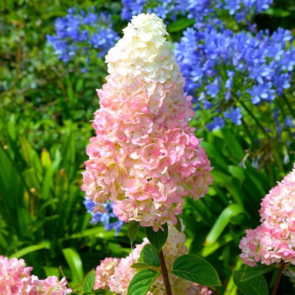 商品発送元："ITANSE農園セレクト通販"Healthy Herb &amp; Plants &amp; Foフラワー・ガーデニング、植木・盆栽・果樹【品種特徴】バニラストロベリーは、咲き始めは白色で、咲き進むにつれてピンク色を帯び、最終...