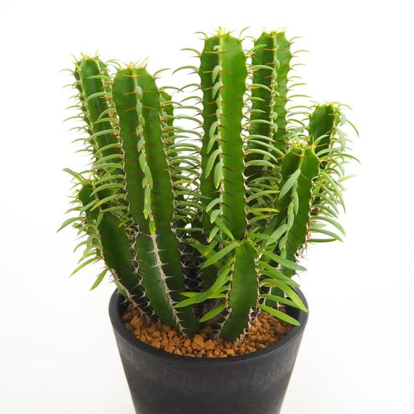 ユーフォルビア ムランジーナ 多肉植物の育て方と魅力