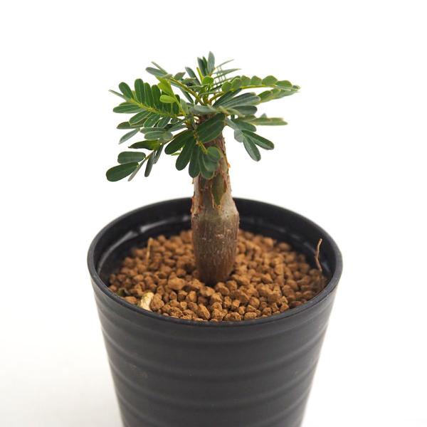 センナ メリディオナリス 【多肉植物 2.5号／1個売り】