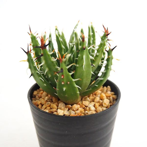 アロエ エリナケア 【多肉植物 2.5号／1個売り】 : shopooo by GMO