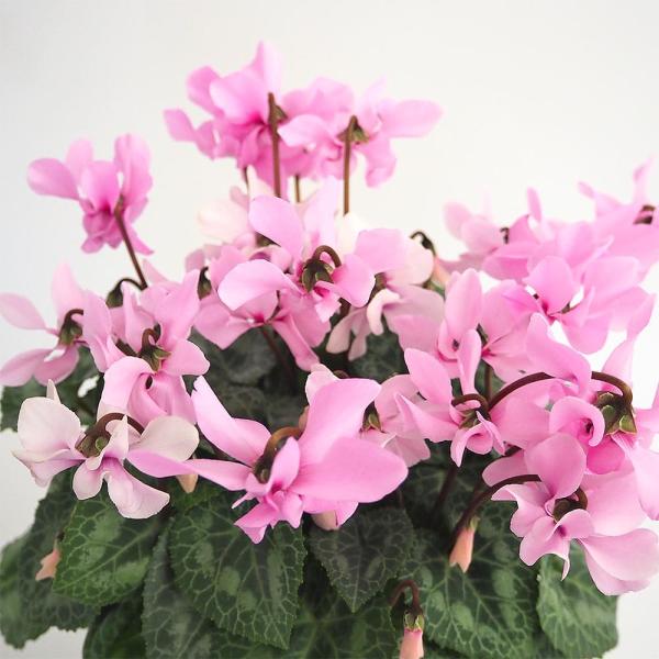 商品発送元："ITANSE農園セレクト通販"Healthy Herb &amp; Plants &amp; Foフラワー・ガーデニング、ガーデニング、苗物、花※花色には幅があり、色見計らいでのお届けになります。【品種特徴】プティ・ムーランは...