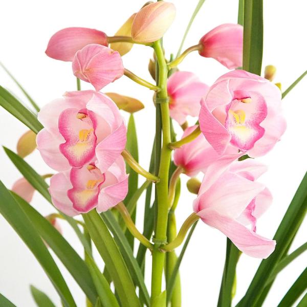 商品発送元："ITANSE農園セレクト通販"Healthy Herb &amp; Plants &amp; Foフラワー・ガーデニング、ガーデニング、苗物、花【品種特徴】 「いちごみるく」は、その名の通り、ミルクを混ぜたようなくすみピンクの...